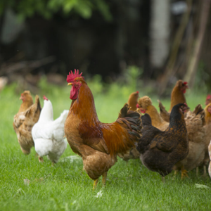Organic Raised Coloured <br>Broiler
